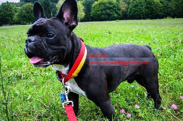 Cuccioli di Bulldog francese in adozione Tel: +237655616956 - media 2